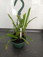 orchidee dracula anthracina ( heb nog dracula's), Overige soorten, In pot, Groene kamerplant, Halfschaduw