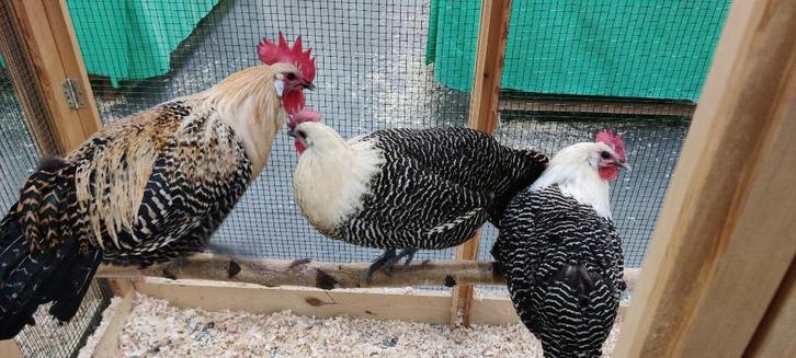 Trio Citroenbrakel, raszuiver en geringd, Dieren en Toebehoren, Pluimvee, Kip, Meerdere dieren