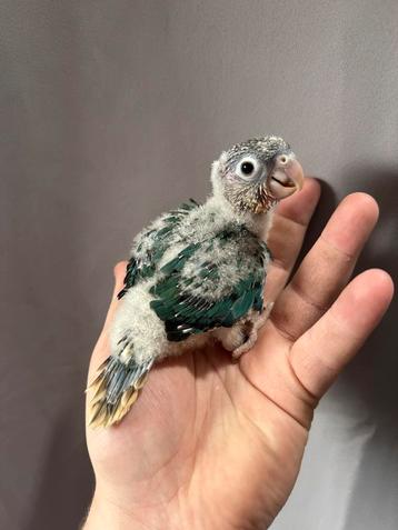 Bebe conure, Perroquet