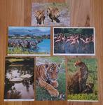 6 cartes postales Lion Country Safari Floride USA, Verzamelen, Postkaarten | Dieren, Ophalen of Verzenden, 1980 tot heden, Ongelopen