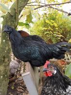 Ayam cemani haantje augustus 24, Dieren en Toebehoren, Pluimvee, Mannelijk, Kip