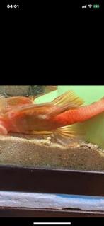 Ancistrus fire red. Dit zijn de ouders  jongen 4 voor  20€, Dieren en Toebehoren, Zoetwatervis