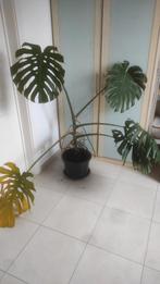 Monstera deliciosa, Huis en Inrichting, Kamerplanten, Ophalen, 100 tot 150 cm, Groenteplant, Volle zon