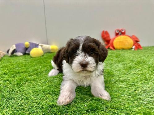Nestje Havanezer pups, Dieren en Toebehoren, Honden | Chihuahua's en Gezelschapshonden, Teef, Overige rassen, Fokker | Professioneel