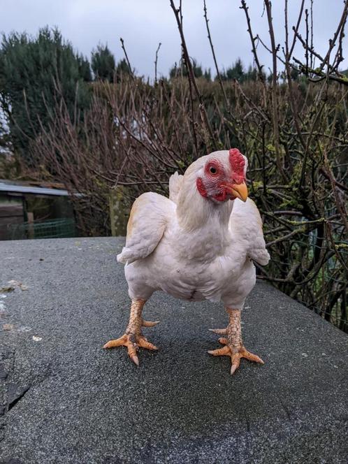 Trio Indische krielen, Dieren en Toebehoren, Pluimvee, Kip, Vrouwelijk