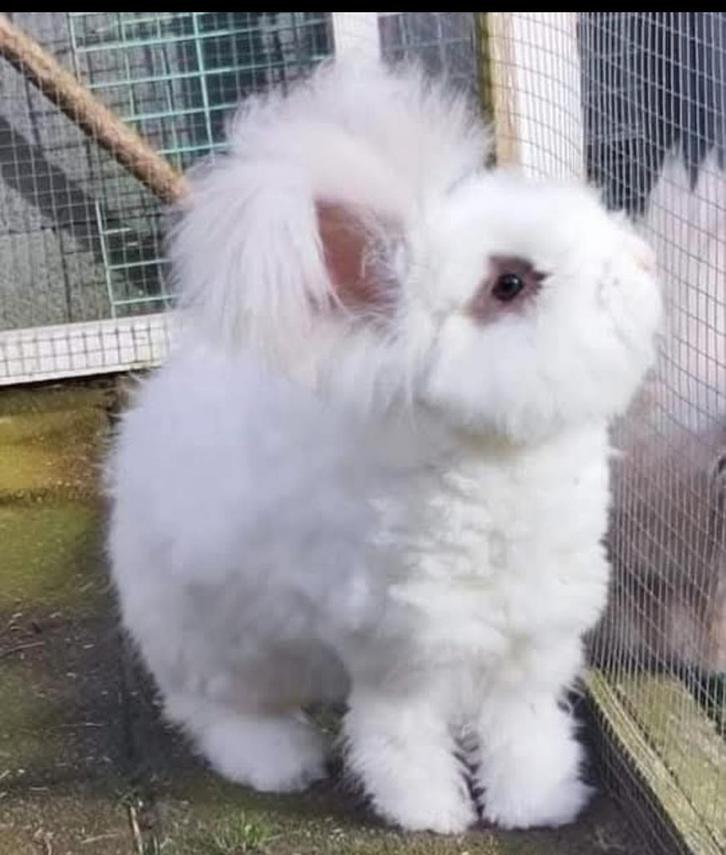Ras zuiver Engelse Angora voedster., Dieren en Toebehoren, Konijnen