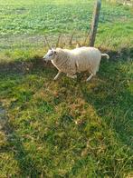 Schapen bok 0476252495