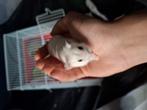 2 hamsters en kooi, Dieren en Toebehoren, Knaagdieren, Augustus, Meerdere dieren, Hamster