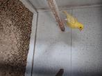 Jonge kanarie, Dieren en Toebehoren, Vogels | Kanaries