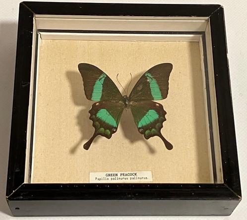 Cadre ancien avec un papillon « Paon vert » - Papilio Palinu, Collections, Collections Animaux, Utilisé, Animal empaillé, Insecte