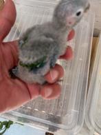Bebe pyrrhura a contınue la pap, Dieren en Toebehoren, Vogels | Parkieten en Papegaaien