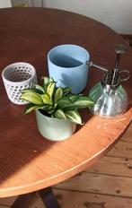 Ensemble de pots de plante + spray, Ophalen, Gebruikt, Groen, Minder dan 50 cm