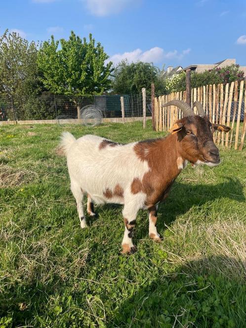 Twee geitjes zoeken een nieuw stalletje!, Dieren en Toebehoren, Schapen, Geiten en Varkens, Geit, Vrouwelijk, 3 tot 5 jaar