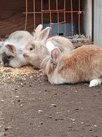 Konijnen, Dieren en Toebehoren