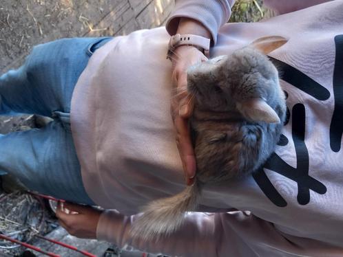 Chinchillas te koop 4 man 2 vrouw, Dieren en Toebehoren, Knaagdieren, Meerdere dieren, Chinchilla