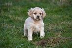 Amerikaanse Cocker Spaniël pup te koop - Ouders aanwezig, Dieren en Toebehoren, België, CDV (hondenziekte), 8 tot 15 weken, Teef