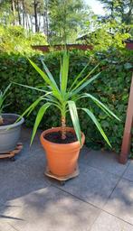 Yucca, Enlèvement, Plante fixe