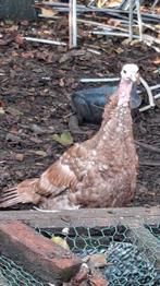 2 jonge Rode Ardenner kalkoenen - hanen, Dieren en Toebehoren, Kalkoen