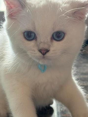 kittens britse korthaar, Plusieurs animaux, Vermifugé, 0 à 2 ans