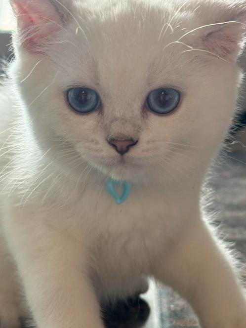kittens Britse  korthaar, Dieren en Toebehoren, Katten en Kittens | Raskatten | Korthaar, Meerdere dieren, 0 tot 2 jaar, Gechipt