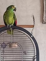 AMAZONE BLAUWVOORHOOFD, Dieren en Toebehoren, Mannelijk, Papegaai, Pratend