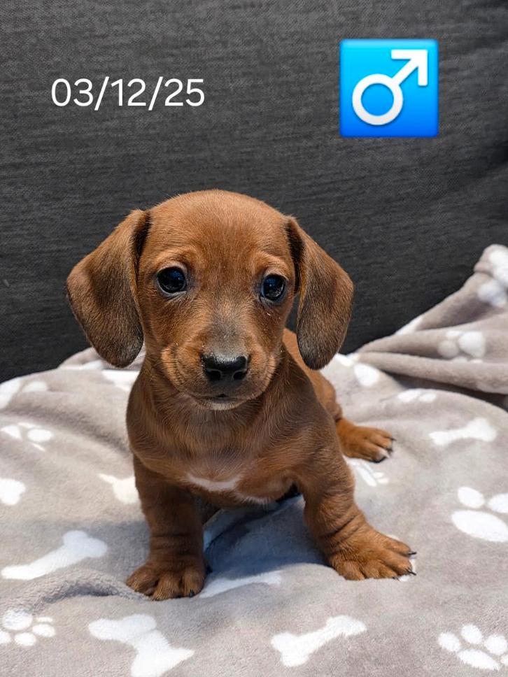 beaux chiots teckel à poil court, Animaux & Accessoires, Chiens | Teckels & Bassets, Plusieurs animaux, Poils courts, Nain, Éleveur | Professionnel