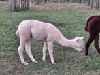 Alpaca te koop, Dieren en Toebehoren, Augustus, Vrouwelijk