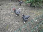 mechelse koekoek, Dieren en Toebehoren, Pluimvee, Meerdere dieren, Kip