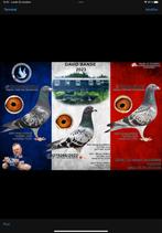 Pigeons voyageurs, Postduif, Meerdere dieren
