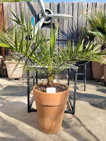 Theophrastii Phoenix palmboom
