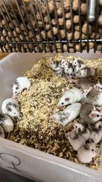 Veeltepelmuizen voederdieren, Dieren en Toebehoren, Ophalen