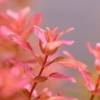 Aquariumplant: Rotala macrandra beschikbaar