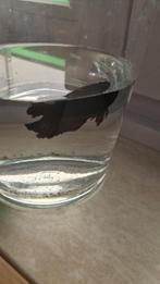 2 Betta mannetjes.Mooi gekleurd., Dieren en Toebehoren