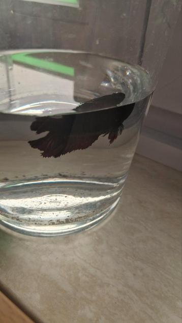 2 Betta mannetjes.Mooi gekleurd.