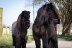 HALVE STAL GEZOCHT, Dieren en Toebehoren, Stalling en Weidegang