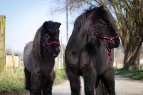 HALVE STAL GEZOCHT, Dieren en Toebehoren, Stalling en Weidegang