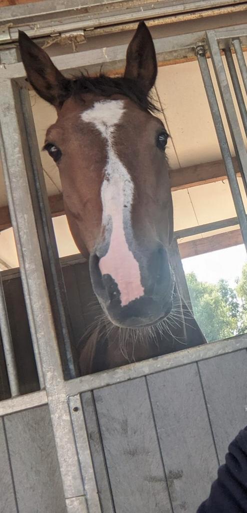 Springpaard, Dieren en Toebehoren, Paarden, Ruin, 160 tot 165 cm, 3 tot 6 jaar, Springpaard, Met stamboom, Gechipt, Ontwormd, Ingeënt