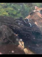 3 pleco L181
