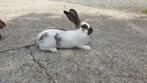 Bélier lorrain papillon géant à vendre, Animaux & Accessoires, Lapins