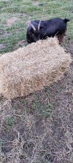 Petit ballot de foin, Dieren en Toebehoren, Ophalen