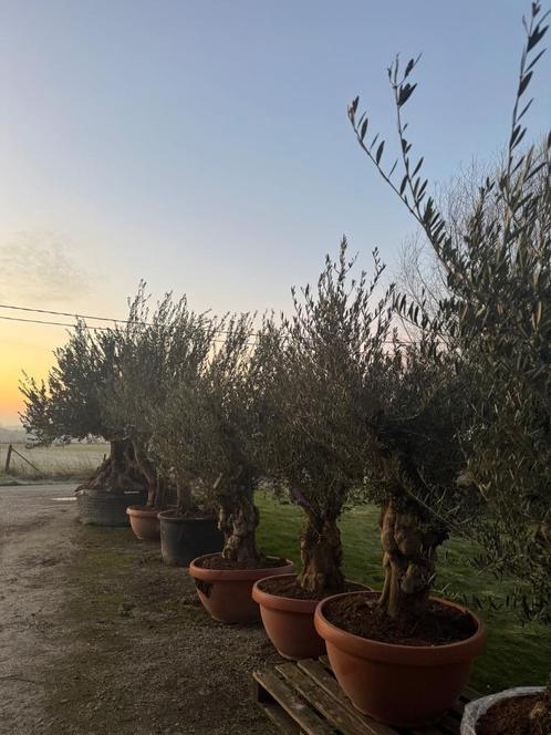 Olijfboomverkoop, Tuin en Terras, Planten | Bomen, Olijfboom, 100 tot 250 cm, Volle zon, Zomer, Ophalen of Verzenden
