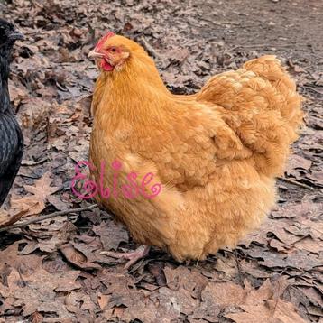 Orpington buff hen kip beschikbaar voor biedingen