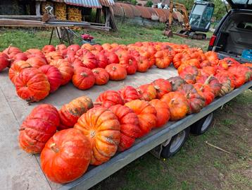 Groot lot (110) pompoenen 3 tot 10 kg/stuk  beschikbaar voor biedingen