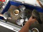 gris du Gabon - 3,5 mois - EAM / HT, Dieren en Toebehoren, Meerdere dieren, Papegaai, Geringd