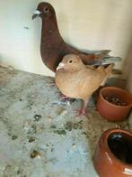 Kleurpostduif rode duiver de gele niet