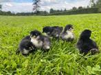 Australorp kuikens beschikbaar