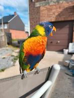 Lori van de blauwe bergen van 2024, Dieren en Toebehoren, Tam
