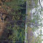 Fruitboom, Tuin en Terras, Ophalen of Verzenden