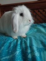 Te koop nhd x teddy widder 5 mnd wit, Dieren en Toebehoren, Konijnen