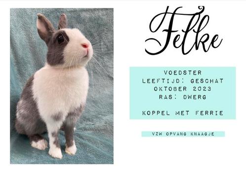 Koppel konijnen ter adoptie, Dieren en Toebehoren, Konijnen, Dwerg, Meerdere dieren, 3 tot 5 jaar